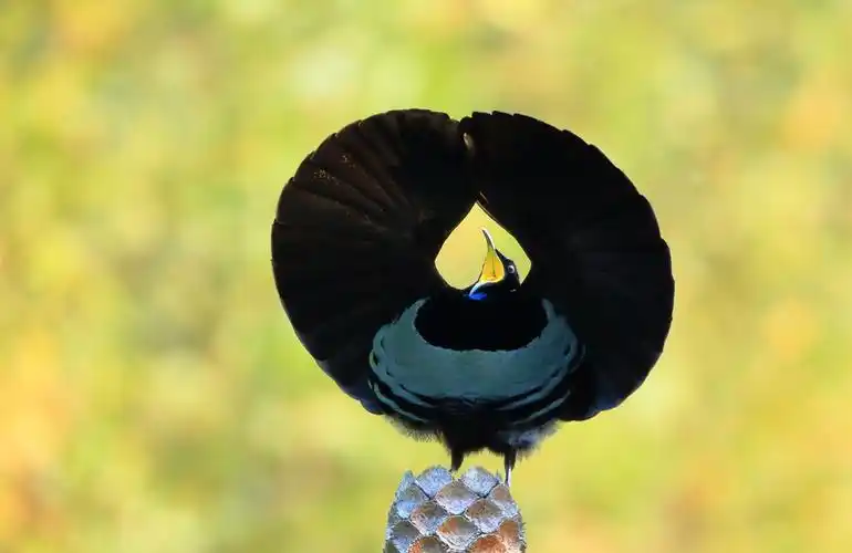 小掩鼻风鸟,摄于澳大利亚