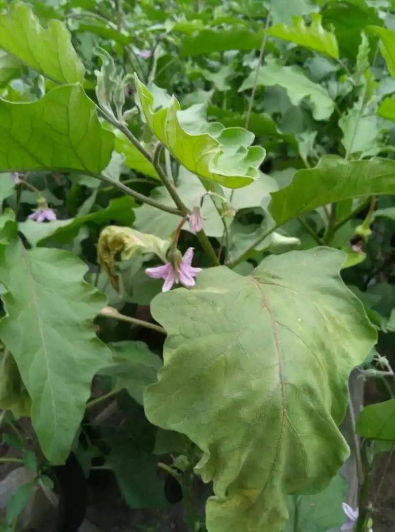 帮忙给看看茄子叶片这是什么情况