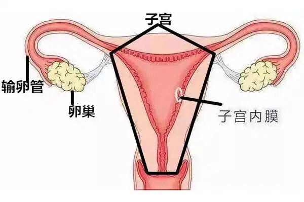 没有子宫能生孩子吗
