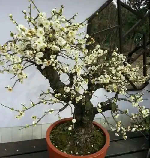 金钱绿萼梅和绿梅没有区别,它们是同一种植物,金钱绿萼梅的花期在每年