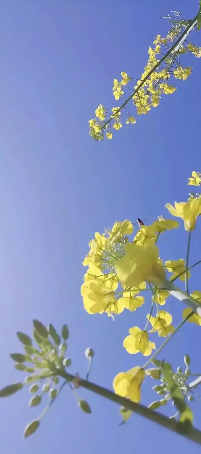 植物花卉高清壁纸:护眼,唯美小清新,挺养眼的