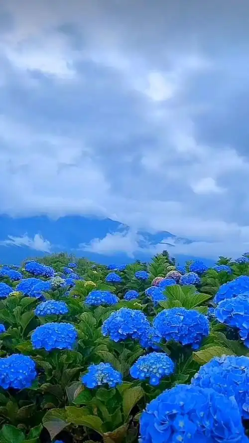 四季花海,人间仙境,视觉盛宴,你们说这里美不美