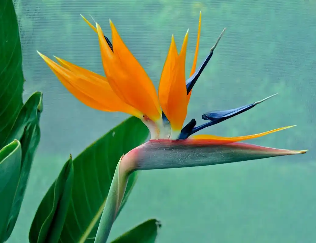 天堂鸟可以养在室内吗?