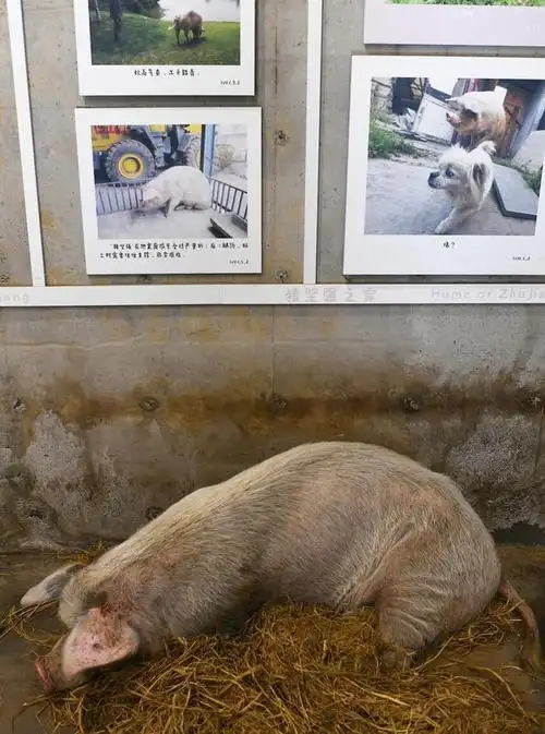 四川成都汶川地震猪坚强的现状引起网友的关注和议论