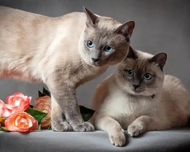 泰国猫,两只猫,花,灰色背景 壁纸 - 1280x1024