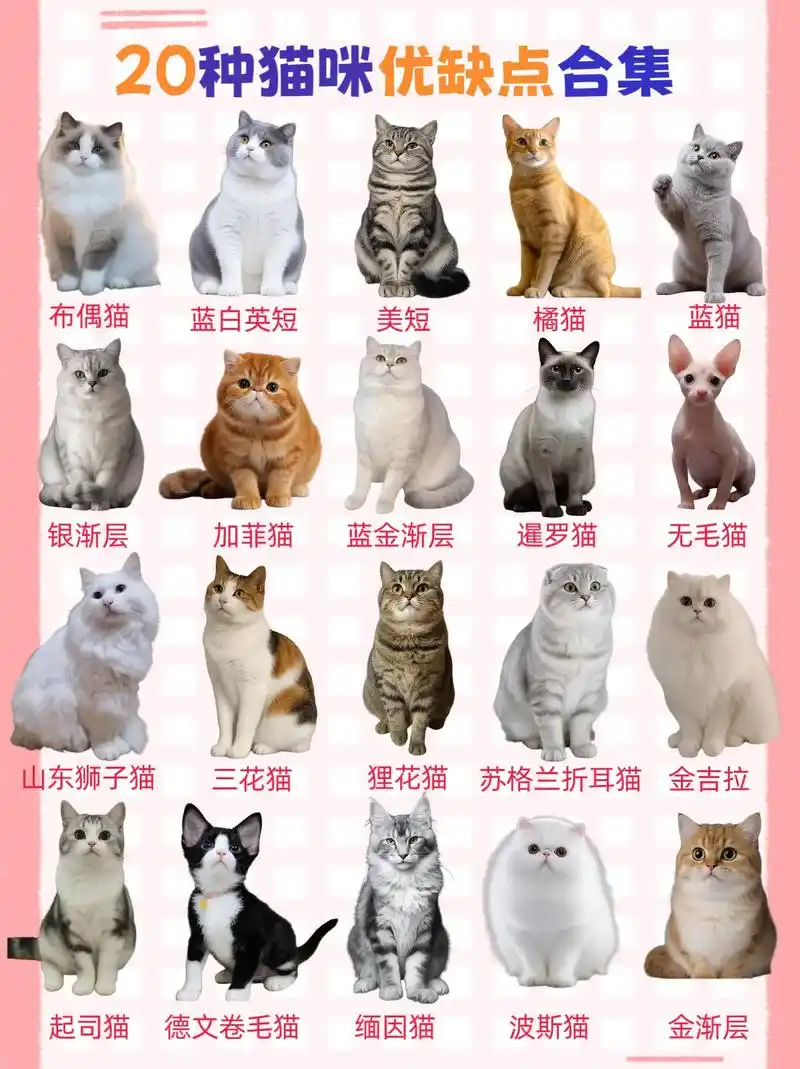 20种常见猫咪优缺点大揭秘,快来瞧瞧～猫咪的种类丰富多样,性 - 抖音