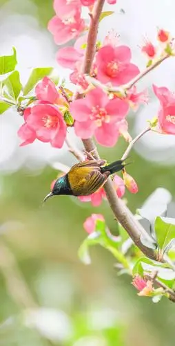都乐公园的铁杆海棠花和太阳鸟