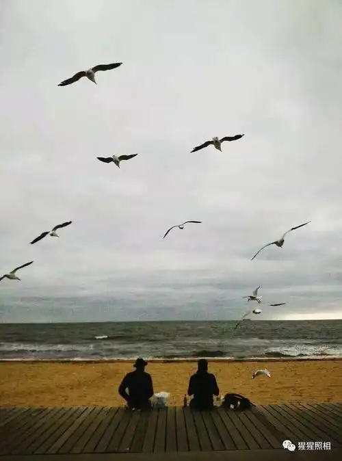 粘人的海鸥,有吃的就跟人在你头上盘旋