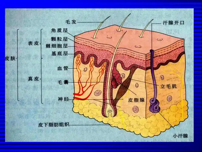 12级课件21皮肤总论