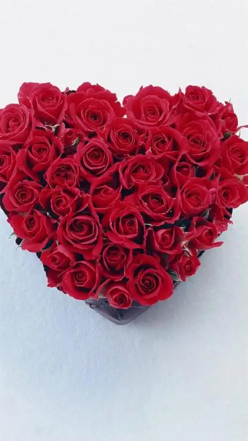 玫瑰花图片大全(唯美玫瑰花手机壁纸)