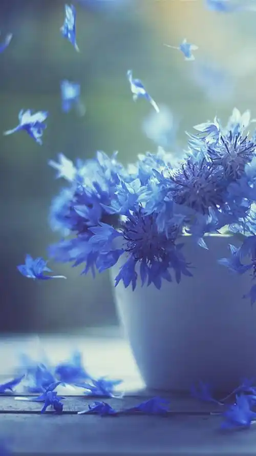 唯美意境蓝色花壁纸