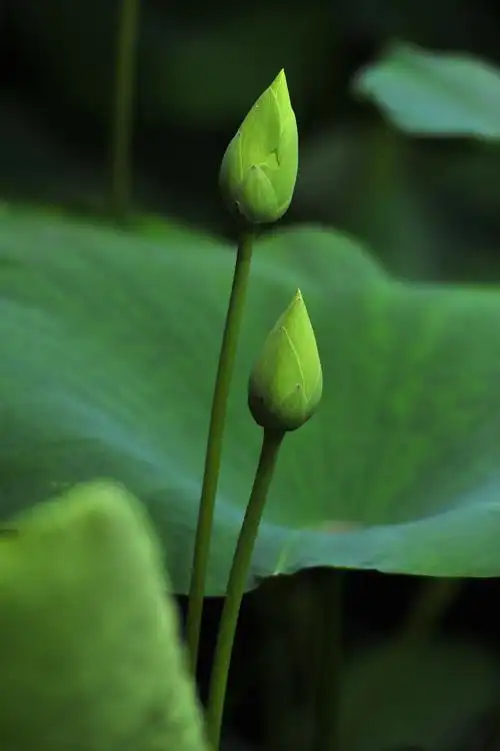 心似莲花开——夏至赏荷,银滩荷花节 - 美篇