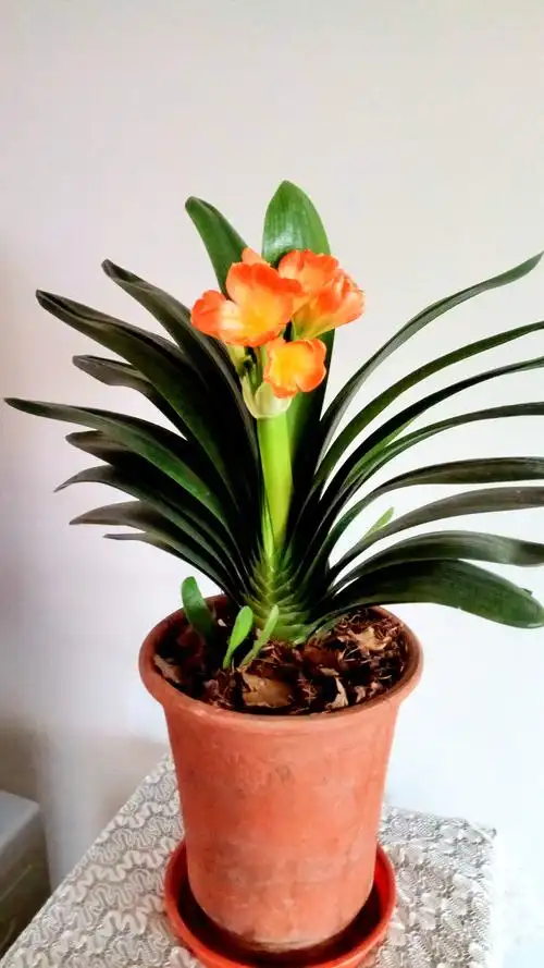 受伤的君子兰也开花了