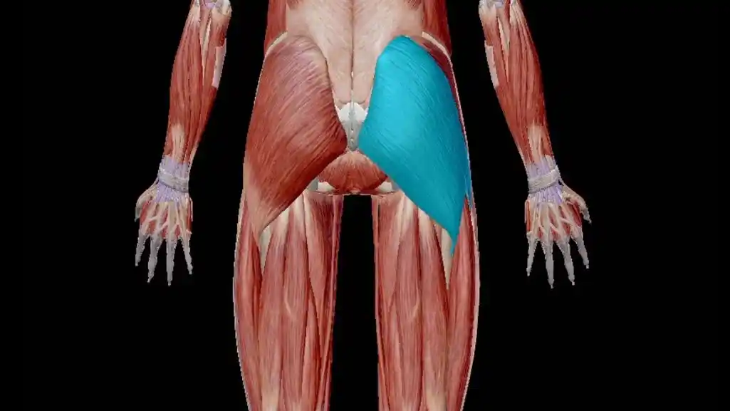 第8集健身教练才知道的肌肉知识之臀大肌(肌肉解剖学)