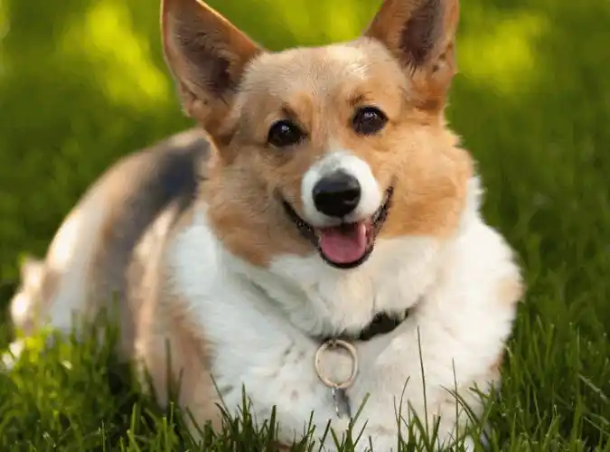 十大温顺犬排行榜,最受欢迎的家养宠物狗