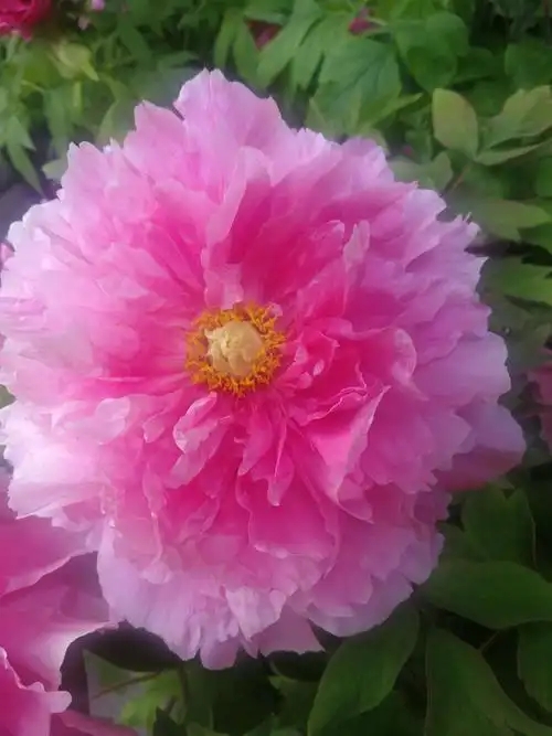 佛山市粤剧博物馆观赏美丽又大朵的牡丹花 2019.02.07