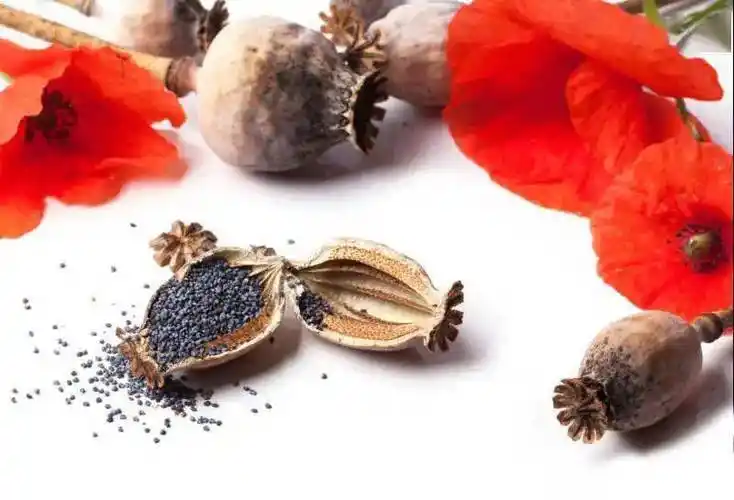 珍爱生命·远离毒品——第一课:认识毒品_鸦片