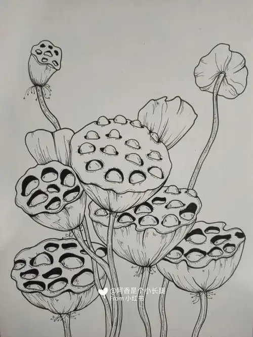 临摹线条画装饰画附带过程