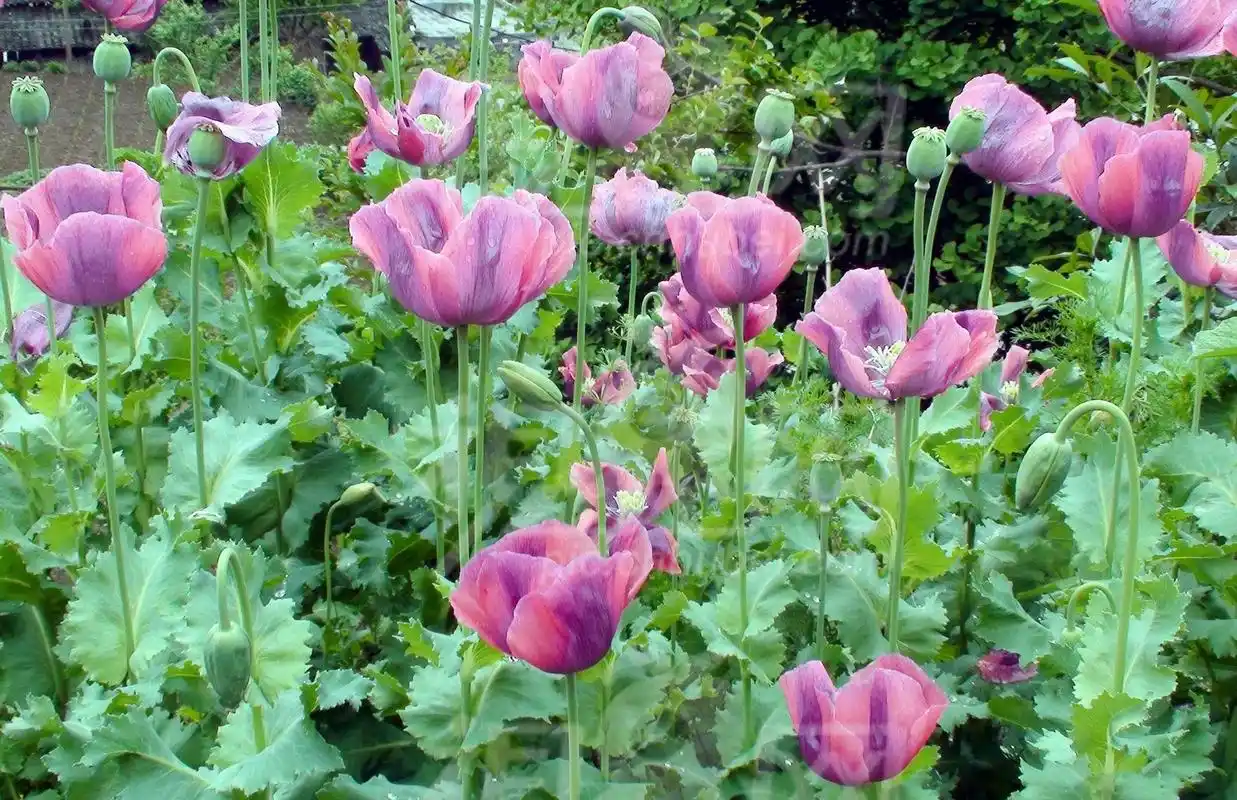 欢迎举报非法种植罂粟,最高奖励一万元!