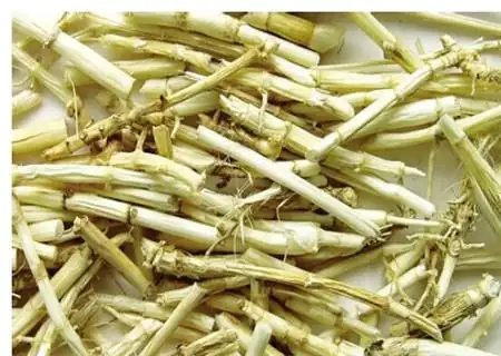 芦根的功效与作用