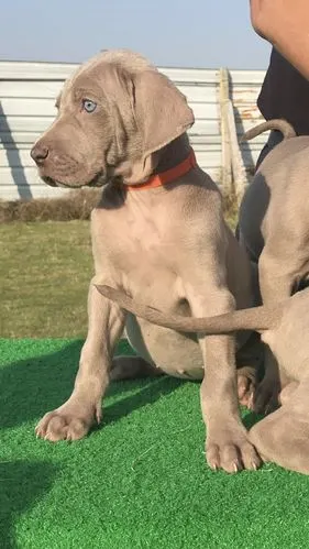 世界名犬我心目中的狗王-德国魏玛犬