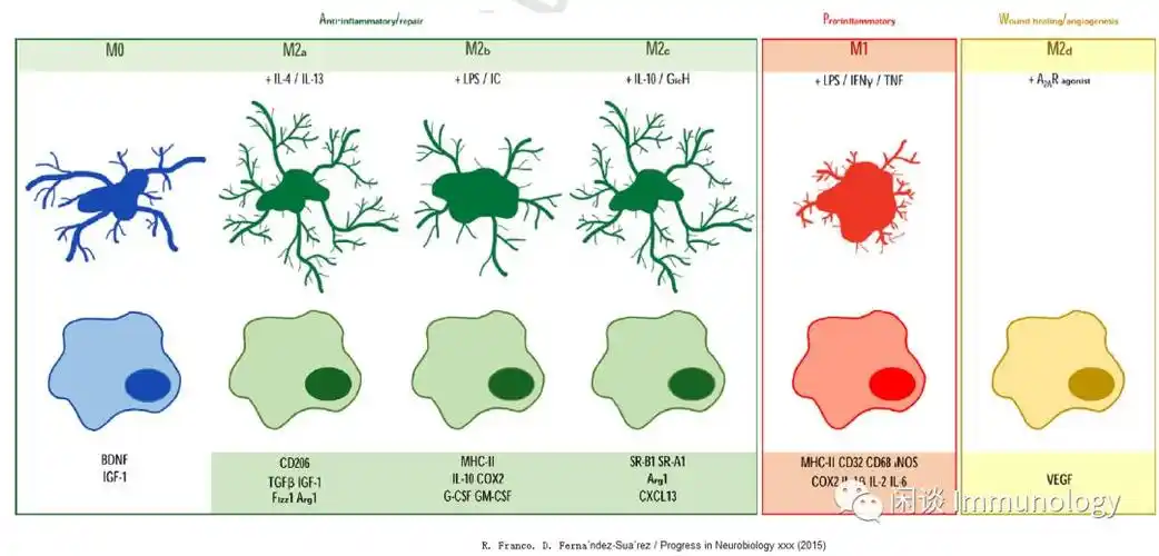 巨噬细胞极化与感染性疾病细菌病毒寄生虫霉菌