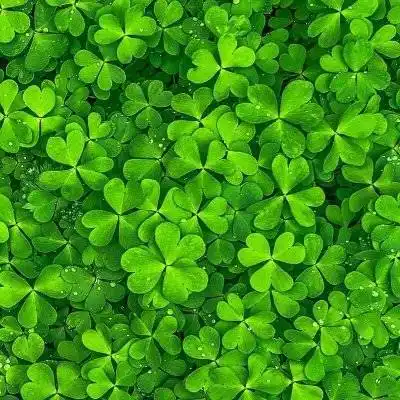 幸运草图片头像 最漂亮的四叶草图片 - 微信头像 - 潮人个性网