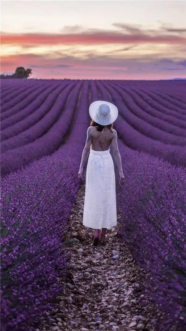 为你种下一片薰衣草