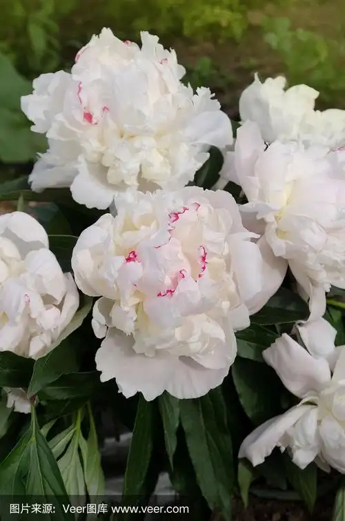 近处的白色牡丹花.光滑白牡丹花