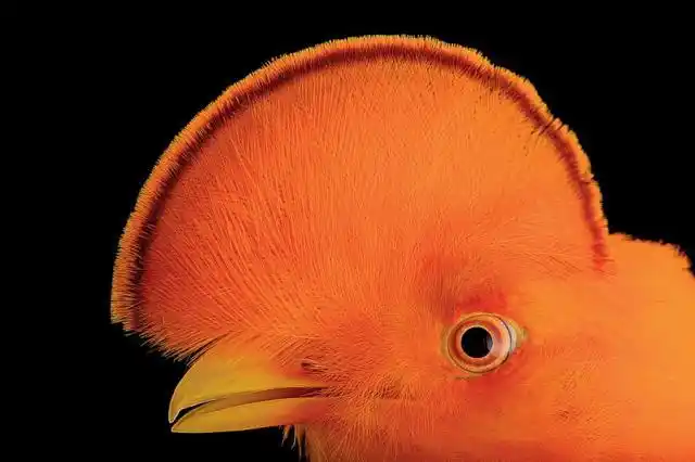 濒危动物的大特写