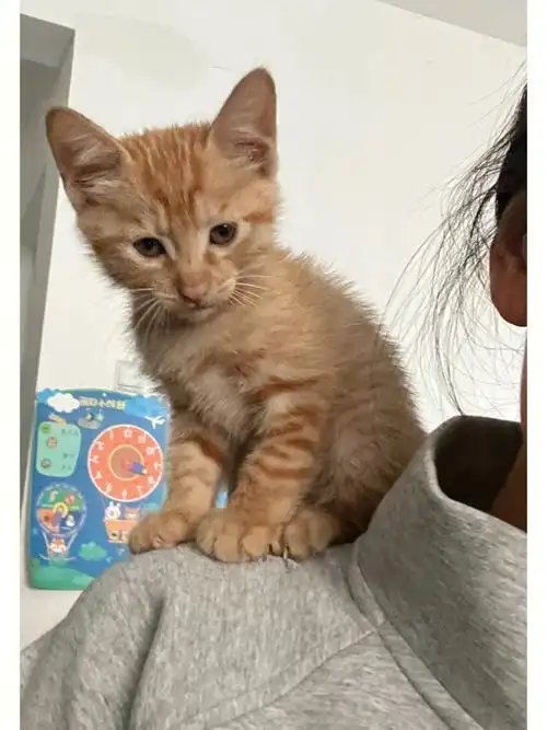 不得不说小土猫真是太好养了.