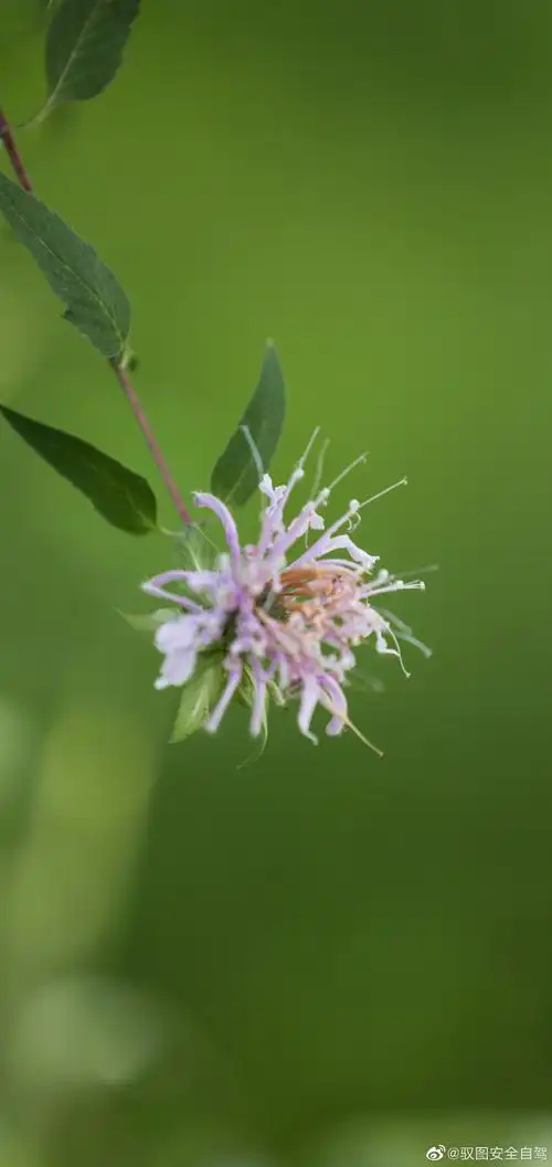 天坛公园美国薄荷花开