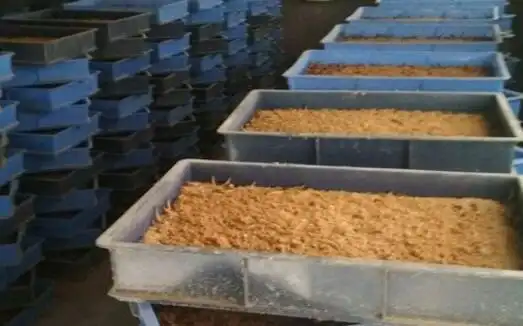 大麦虫可以吃吗?多少钱一斤?怎么养殖?吃什么食物?