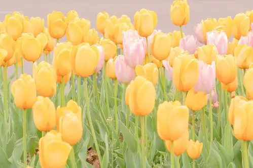 油画壁纸/手机壁纸背景图/动漫壁纸高清壁纸/摄影/简约/可爱/少女心