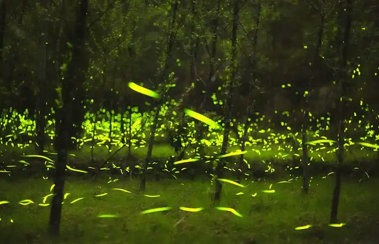 漂亮～东坡初恋地又见流萤飞舞