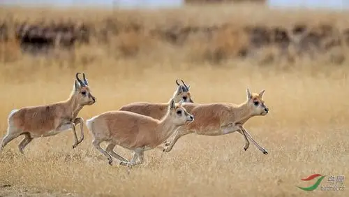 奔跑的羚羊【荣获首页动物精华】 - 青海版 qinghai 鸟网
