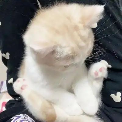 呆萌可爱猫咪头像 高清好看可爱软萌的猫咪头像图片_动物头像_头像屋