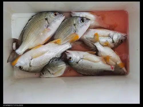 新手报到,沙角钓鱼