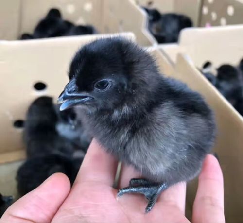 纯种五黑鸡苗高产绿壳蛋鸡苗五黑一绿鸡苗小鸡黑鸡苗小鸡活苗