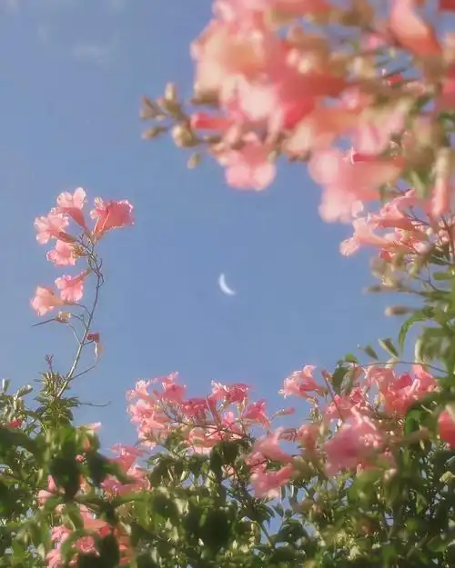 聊天背景图 朋友圈背景图 - 堆糖,美图壁纸兴趣社区