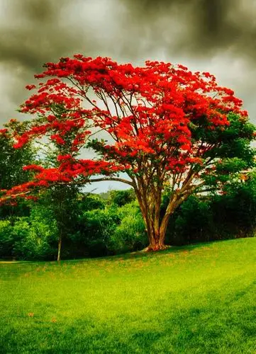 美文 木棉与橡树对话 写美篇致橡树   木棉与橡树的对话