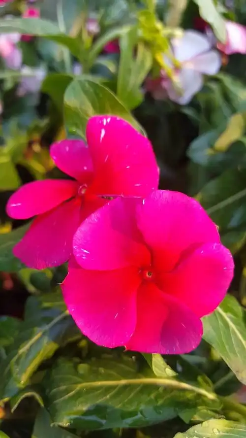 美丽鲜艳的小粉花