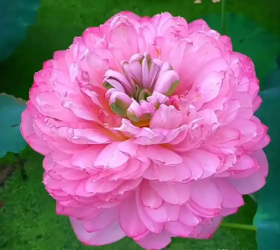 千瓣莲,尊贵霸气,沉静典雅,愿见者都有好运