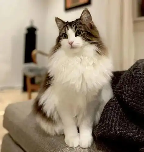 盘点颜值最高的猫咪个个都是小仙女