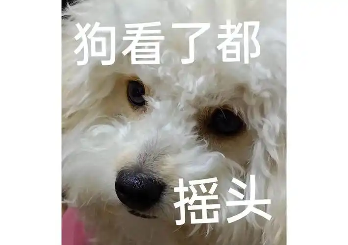 有不少恶评,是来自从来没养过泰迪的人,就知道跟风黑,狗看了都得摇头