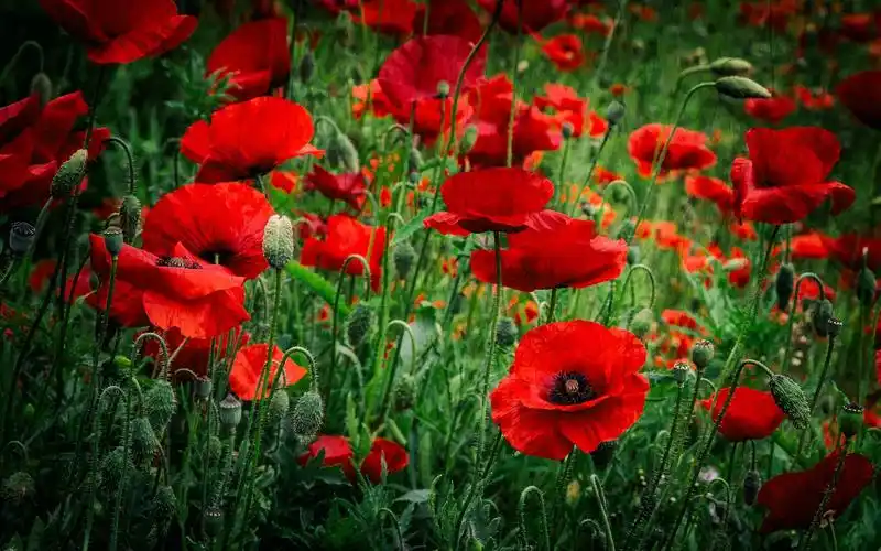 红色罂粟花,春天