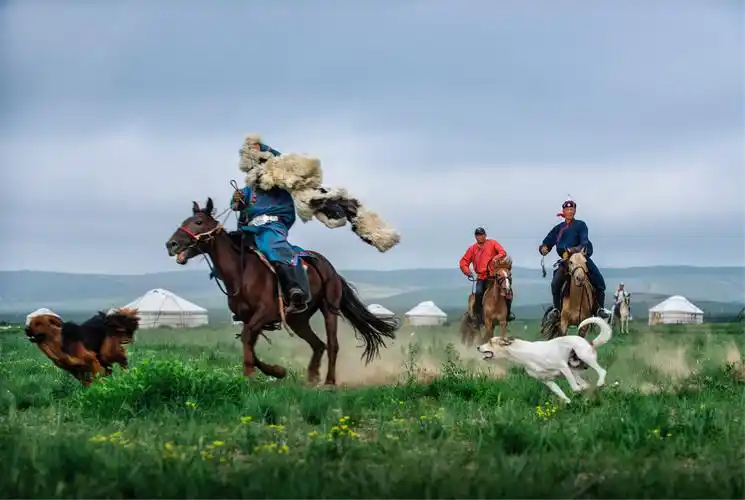 美丽的锡林郭勒大草原,奔腾的蒙古马