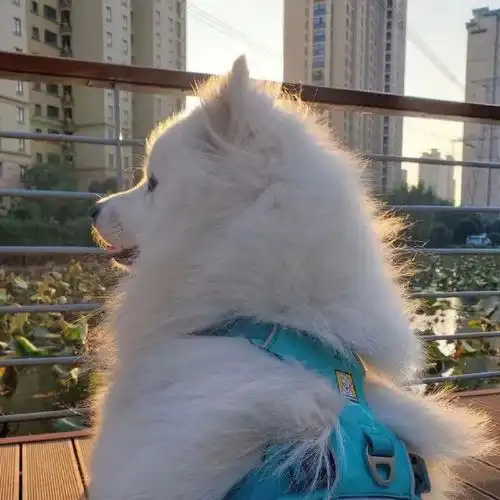 琑的儿童节日礼物是按照他的意愿过一天,肖战王一博都要听他的