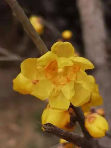 腊梅花主要品种