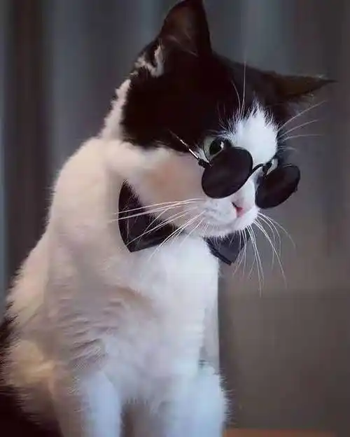 这两只戴墨镜的猫咪,一定是社会猫! 都称它老大哥!